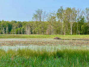 View of marshland with a beaver dam on the North Country Trail in between 76th Street and Tank Creek.