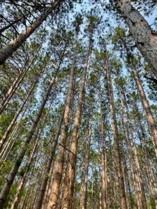 View of pine trees looking up toward the sky.