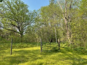Grassy area with fence and trees near M-20 and Croton Dam on the North Country Trail