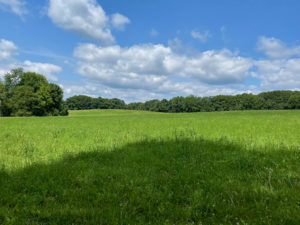 View of green field with trees in the distance under blue skies with white clouds.