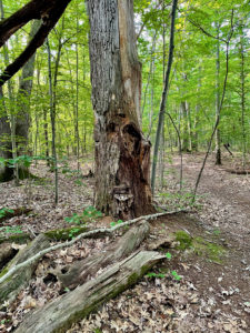 Tree that looks like it has a face on it, near Rockford on the North Country Trail.