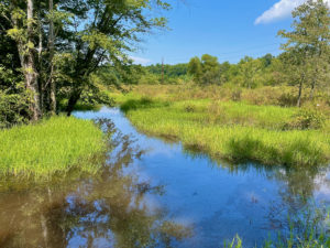 Wetland area showing blue water and lush, green plants.