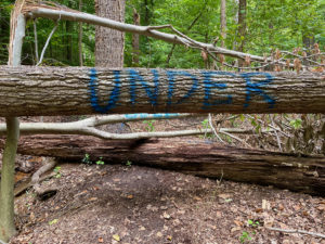 Downed trees that are spray painted with 