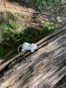 Fake gray mouse set on a log in the woods.