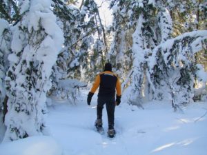 Man snowshoeing through heavy snow and pine trees.