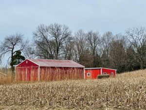 Red barn fronted by yellow grasses near Mount Hope Cemetery.