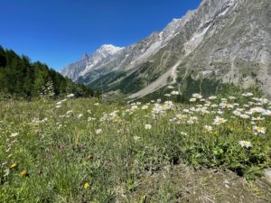 Fields of wildflowers fronting the Mont Blanc range near Courmayeur.
