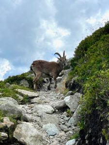 Mountain goat on hiking trail.