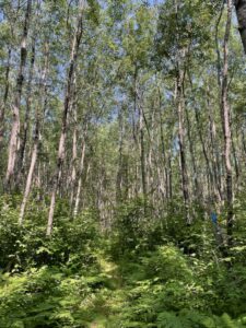 Trail through birch woods.