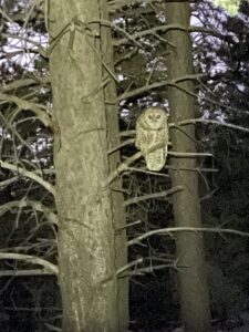 Owl in tree.